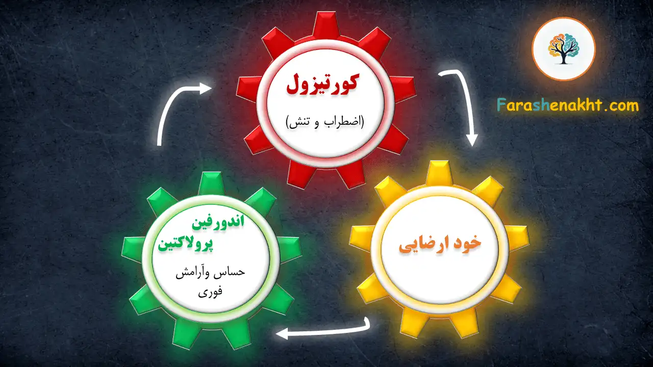 میل به خود ارضایی-فراشناخت